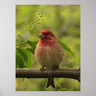 Purple Finch