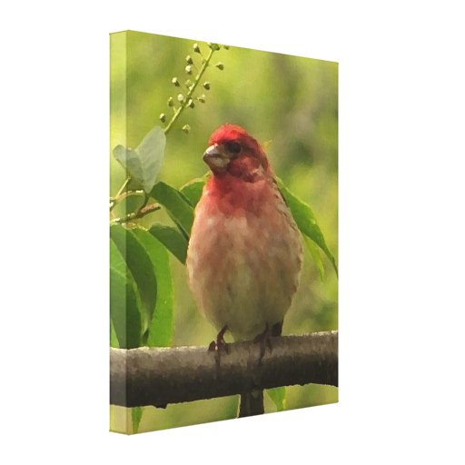 Purple Finch Stretched Canvas Print