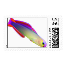 Purple Firefish US Postage Stamp by fishlore Purple Firefish US Postage Stamp