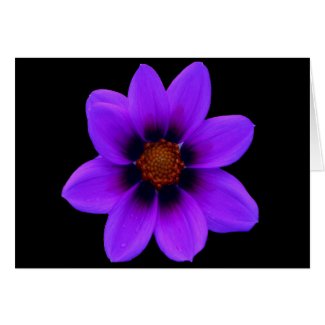 Purple Flower at Dusk card