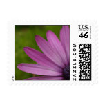 Purple flower blossom up close macro photography postage