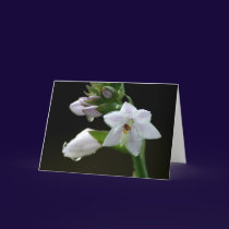 Purple Flower