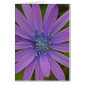 purple flower cards by heysje purple flower cards