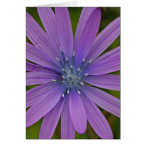 purple flower cards