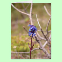 purple flower cards