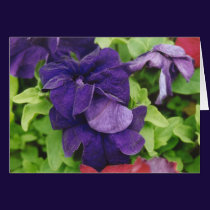 Purple Flower