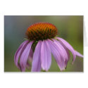 purple flower cards by KirstenGilbert purple flower cards