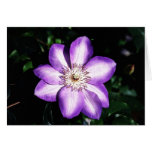 Purple Flower
