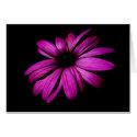 Purple Flower cards