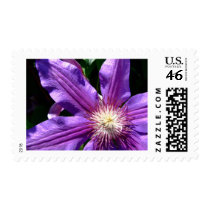 Purple Flower: Clematis Postage Stamps