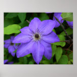 Purple Flower-clematis Poster