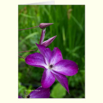 Purple Flower cards
