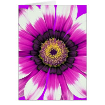 Purple Flower Greeting Cards