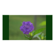 Purple Flower in Western Mexico Photo Card