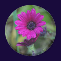 Purple Flower