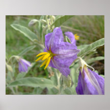 Purple flower of silver leaved nightshade posters