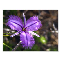 Purple Flower Photo Print