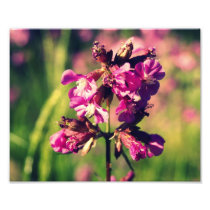 Purple flower photographic print