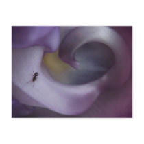 Purple flower post card postcards