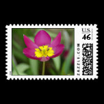 Purple Flower Postage Stamp stamps