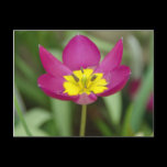 Purple Flower Postcard postcards