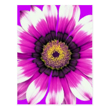 Purple Flower Postcards