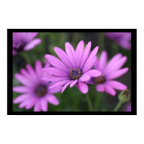 Purple flower posters