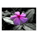 Purple Flower posters