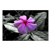Purple Flower poster by drrob144 Purple Flower poster