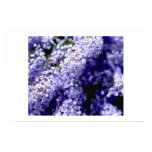 Purple Flower