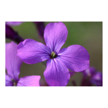Purple Flower posters
