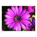 Purple Flower posters