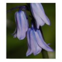 Purple Flower posters by jimbimedia Purple Flower posters