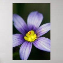 Purple Flower Poster