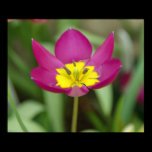 Purple Flower Poster posters