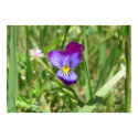 Purple Flower Posters & Prints