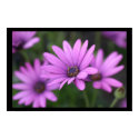 Purple flower posters