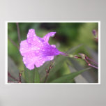 Purple Flower Print