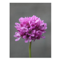 purple flower with ant postcards