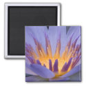 Purple Flower with Gold Center - Magnet magnet