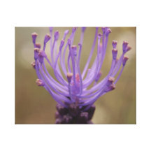 Purple Flower Wrapped Canvas Canvas Print