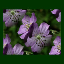Purple Flowers Abstract Nature Poster posters