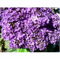 Purple Flowers Bush photo sculptures