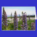 purple flowers cards
