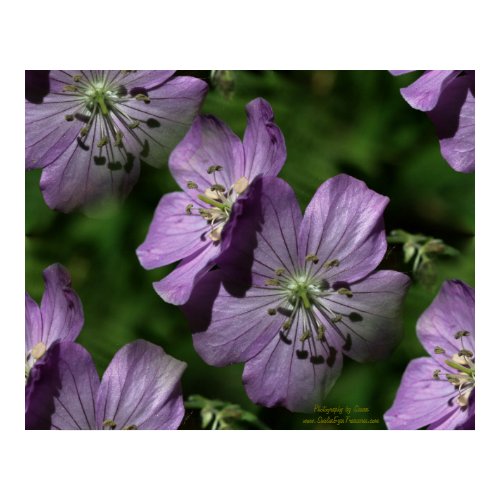 Purple Flowers Floral Digital Art Poster print