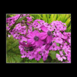 Purple Flowers from San Francisco Postcard