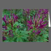 Purple Flowers cards