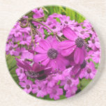 Purple Flowers in San Francisco Coaster