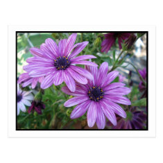 Purple Flowers Picture! Postcards
