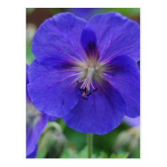 purple flowers post card